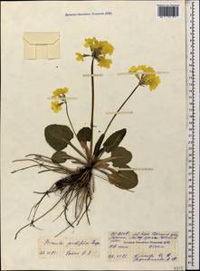 Primula cordifolia Rupr., Caucasus, North Ossetia, Ingushetia & Chechnya (K1c) (Russia)
