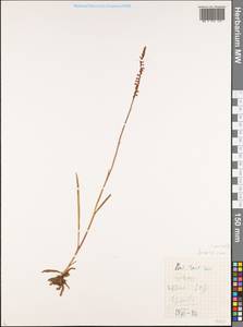 Spiranthes sinensis (Pers.) Ames, Siberia, Russian Far East (S6) (Russia)