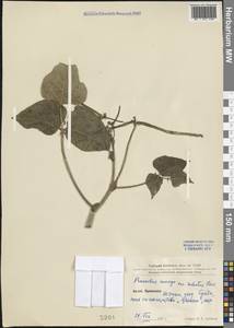 Vigna mungo (L.) Hepper, South Asia, South Asia (Asia outside ex-Soviet states and Mongolia) (ASIA) (China)