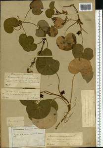 Asarum europaeum L., Eastern Europe, Central forest-and-steppe region (E6) (Russia)