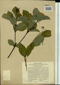 Cornus alba L., Siberia, Baikal & Transbaikal region (S4) (Russia)