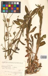 Silene latifolia subsp. alba (Mill.) Greuter & Burdet, Siberia, Chukotka & Kamchatka (S7) (Russia)