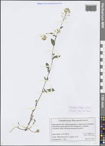 Barbarea vulgaris (L.) W.T.Aiton, Eastern Europe, Central forest region (E5) (Russia)