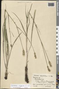 Pseudopodospermum hispanicum subsp. hispanicum, Eastern Europe, Central region (E4) (Russia)