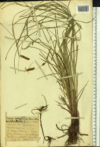 Carex songorica Kar. & Kir., Siberia, Altai & Sayany Mountains (S2) (Russia)