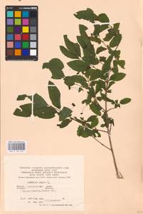 Lonicera nigra L., Eastern Europe, West Ukrainian region (E13) (Ukraine)