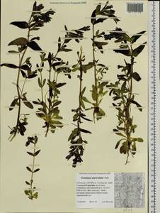 Gentianella auriculata (Pall.) J. M. Gillett, Siberia, Russian Far East (S6) (Russia)