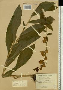 Digitalis grandiflora Mill., Eastern Europe, Eastern region (E10) (Russia)