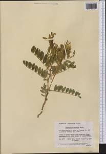 Astragalus agrestis Douglas ex Hook., America (AMER) (United States)