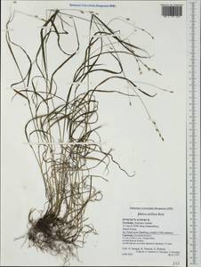 Melica uniflora Retz., Western Europe (EUR) (Germany)