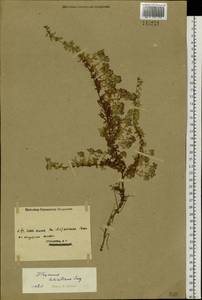 Thymus mongolicus (Ronniger) Ronniger, Siberia, Western (Kazakhstan) Altai Mountains (S2a) (Kazakhstan)