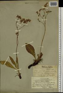 Limonium gmelini (Willd.) Kuntze, Siberia, Altai & Sayany Mountains (S2) (Russia)