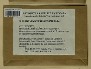 Hypnum cupressiforme Hedw., Bryophytes, Bryophytes - Karelia, Leningrad & Murmansk Oblasts (B4) (Russia)