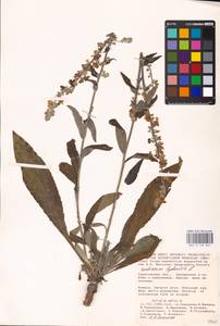 MHA 0 158 867, Verbascum lychnitis L., Eastern Europe, Lower Volga region (E9) (Russia)