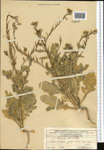 Eruca vesicaria subsp. sativa (Mill.) Thell., Middle Asia, Western Tian Shan & Karatau (M3) (Kazakhstan)