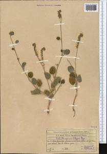 Heliotropium olgae Bunge, Middle Asia, Western Tian Shan & Karatau (M3) (Kazakhstan)