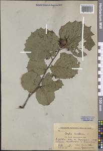 Corylus avellana L., Caucasus, Krasnodar Krai & Adygea (K1a) (Russia)