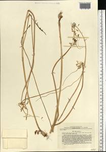 Allium oleraceum L., Eastern Europe, South Ukrainian region (E12) (Ukraine)