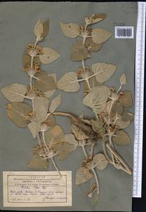 Phlomis olgae Regel, Middle Asia, Pamir & Pamiro-Alai (M2)