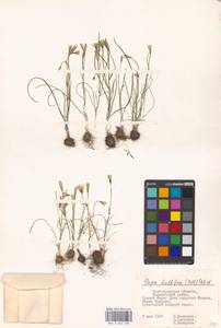 Gagea bulbifera (Pall.) Salisb., Eastern Europe, Lower Volga region (E9) (Russia)