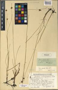 Juncus gerardii Loisel., Mongolia (MONG) (Mongolia)