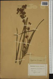 Cyperus longus L., Western Europe (EUR) (Switzerland)