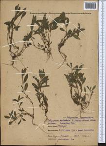Polygonum aviculare L., Middle Asia, Northern & Central Kazakhstan (M10) (Kazakhstan)