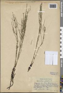 Equisetum palustre L., Siberia, Baikal & Transbaikal region (S4) (Russia)