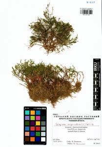 Selaginella sanguinolenta (L.) Spring, Siberia, Baikal & Transbaikal region (S4) (Russia)