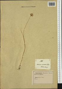 Allium sphaerocephalon subsp. arvense (Guss.) Arcang., Western Europe (EUR) (Italy)