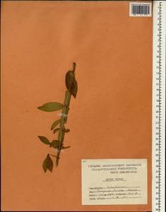 Euonymus alatus f. striata (Thunb.) Kitag., South Asia, South Asia (Asia outside ex-Soviet states and Mongolia) (ASIA) (North Korea)