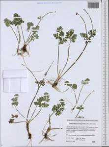 Callianthemum isopyroides (DC.) Witasek, Siberia, Russian Far East (S6) (Russia)