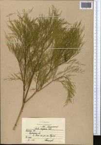 Ferula soongarica Pall. ex Schult., Middle Asia, Northern & Central Kazakhstan (M10) (Kazakhstan)
