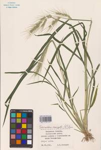 Echinochloa crus-galli (L.) P.Beauv., Eastern Europe, Central region (E4) (Russia)