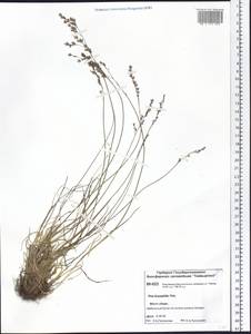 Poa glauca subsp. glauca, Siberia, Central Siberia (S3) (Russia)