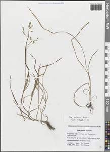 Poa sibirica Roshev., Siberia, Baikal & Transbaikal region (S4) (Russia)