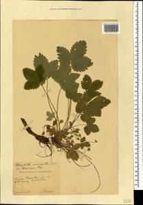 Potentilla micrantha Ramond ex DC., Crimea (KRYM) (Russia)