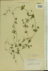 Galium uliginosum L., Eastern Europe, Northern region (E1) (Russia)