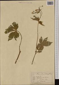 Ranunculus platanifolius L., Western Europe (EUR) (France)