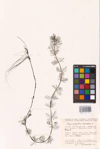 Myriophyllum spicatum L., Eastern Europe, Rostov Oblast (E12a) (Russia)