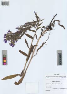KUZ 005 980, Echium vulgare L., Siberia, Altai & Sayany Mountains (S2) (Russia)