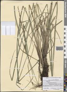 Carex aquatilis Wahlenb., Eastern Europe, Northern region (E1) (Russia)