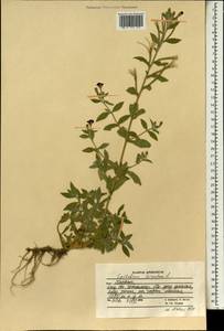 Epilobium hirsutum L., South Asia, South Asia (Asia outside ex-Soviet states and Mongolia) (ASIA) (Afghanistan)