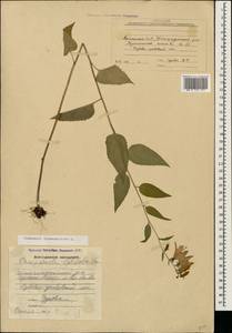 Campanula rapunculoides L., Caucasus, Armenia (K5) (Armenia)