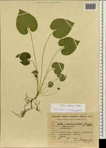 Viola collina Besser, Siberia, Russian Far East (S6) (Russia)