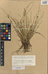 Carex oederi var. bergrothii (Palmgr.) Hedrén & Lassen, Western Europe (EUR) (Finland)