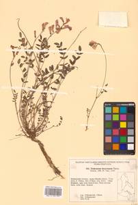 Hedysarum dasycarpum Turcz., Siberia, Russian Far East (S6) (Russia)