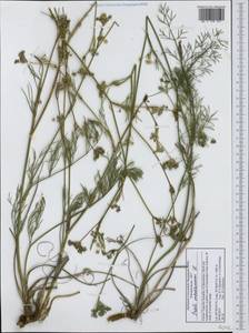 Seseli montanum L., Western Europe (EUR) (North Macedonia)