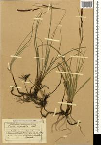 Carex flacca subsp. erythrostachys (Hoppe) Holub, Caucasus, Black Sea Shore (from Novorossiysk to Adler) (K3) (Russia)