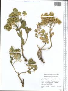 Lepidium chalepense L., Middle Asia, Western Tian Shan & Karatau (M3) (Kyrgyzstan)